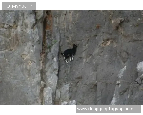 攀岩心理素质研究:解密北京攀岩队的心理韧性与竞技表现 攀岩心理素质研究:解密北京攀岩队的心理韧性与竞技表现